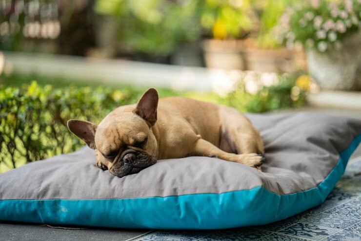 Transform Your Pet’s Sleep with Calming Memory Foam Beds