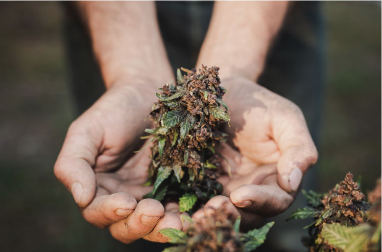 Enhancing Your Lifestyle with Premium Cannabis Delivery